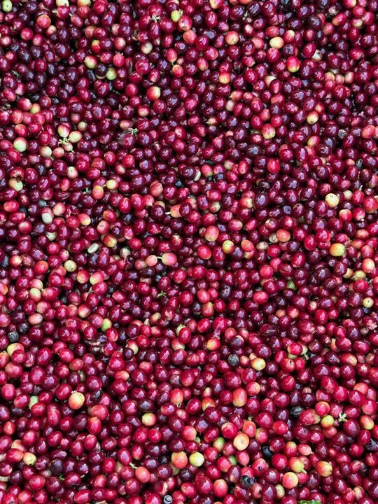 Cereza de café madura, recién cortada
