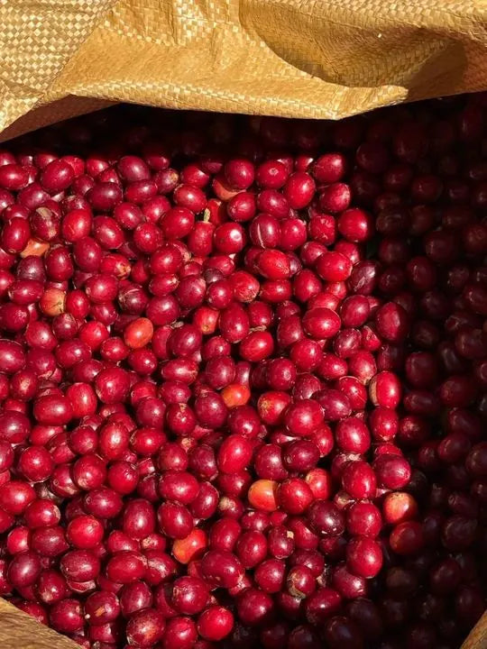 Cereza de café recién cortada, en un costal
