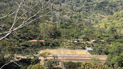 Finca Nuevo México en La Concordia, Chiapas: cafetales en la ladera y los patios de secado, dentro de la zona de amortiguamiento de la Biosfera El Triunfo