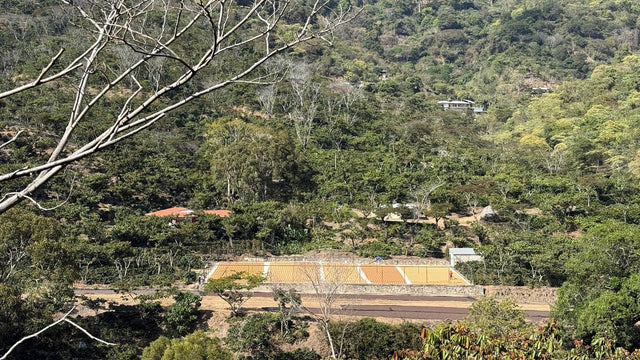 Finca Nuevo México en La Concordia, Chiapas: cafetales en la ladera y los patios de secado, dentro de la zona de amortiguamiento de la Biosfera El Triunfo