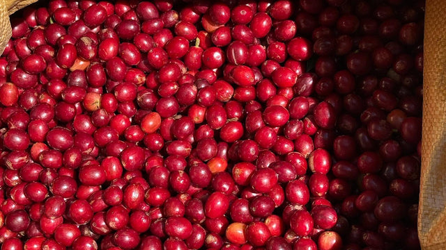 Costal abierto lleno de cereza de café madura, roja y pareja, recién cortada en Finca Nuevo México