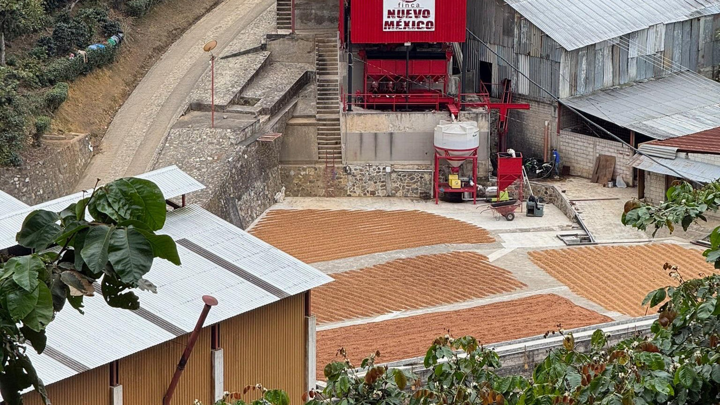 El beneficio de Finca Nuevo México en Chiapas, con el café tendido en los patios de secado