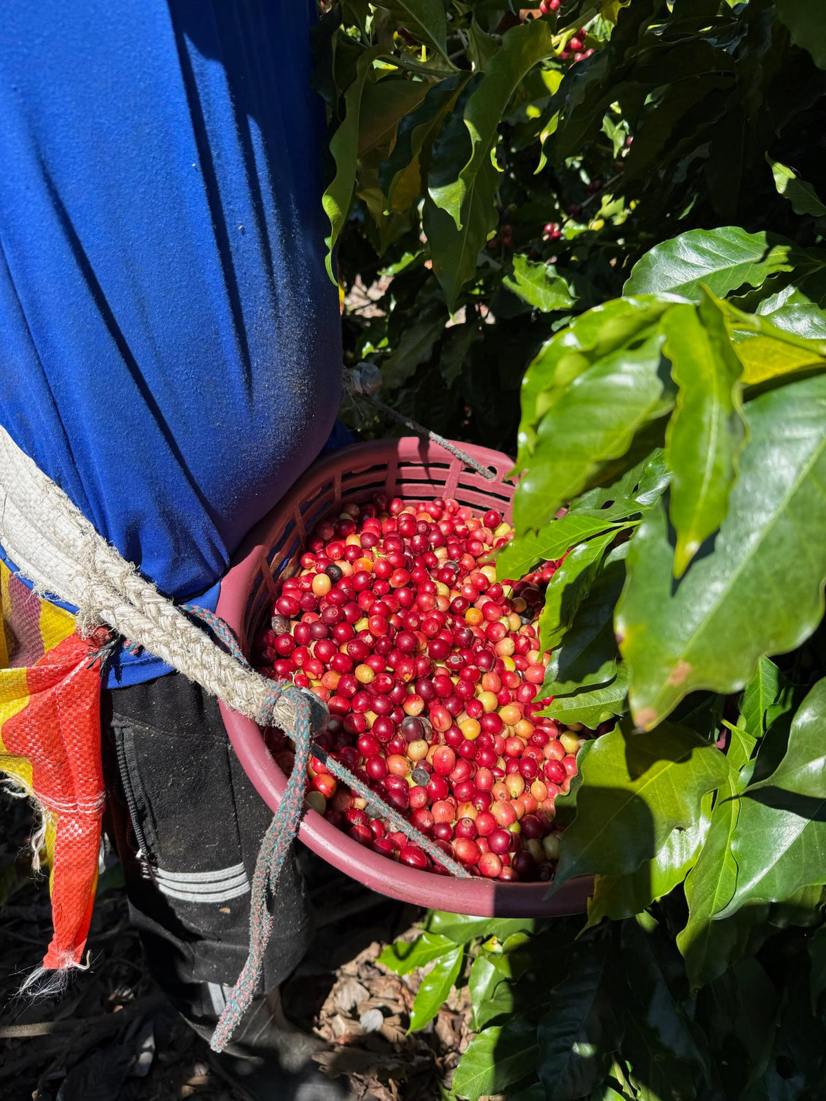 Pizcador con la canasta al cinto cortando a mano grano maduro en Finca Nuevo México