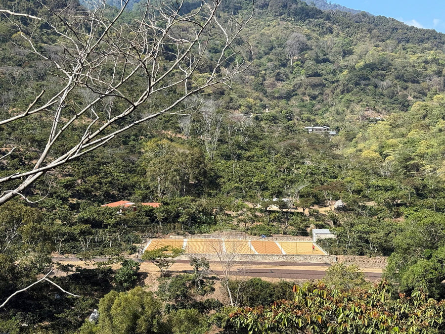 Vista de Finca Nuevo México en La Concordia, Chiapas: cafetales, patios de secado y el cerro boscoso detrás