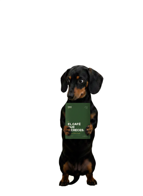 Perrito de CIMA cargando una bolsa de café