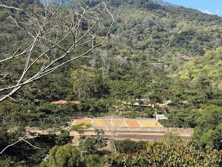 Cafetales en la ladera y el patio de secado, en La Concordia, Chiapas