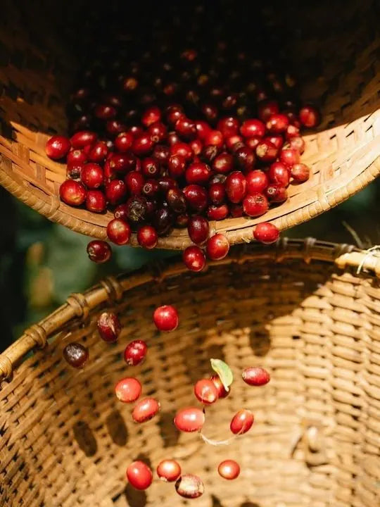 Cereza de café pasando de una canasta a otra